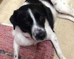 Bandit and dolly may - border collie mix dogs for foster care indianapolis in 9