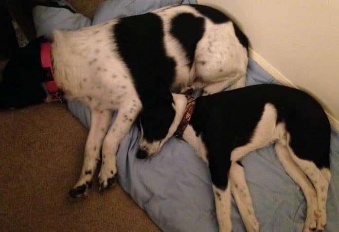 Bandit and dolly may - border collie mix dogs for foster care indianapolis in 9