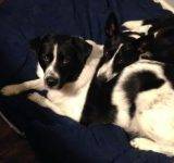 Bandit and Dolly May - Border Collie Mix Dogs For Foster Care Indianapolis IN 9
