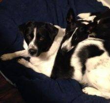 Bandit And Dolly May - Border Collie Mix Dogs For Foster Care Indianapolis IN 9