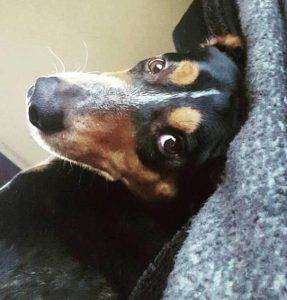 Bane - Labrottie Labweiler Rottweiler Labrador Retriever Mix Dog For Adoption Near Cleveland OH