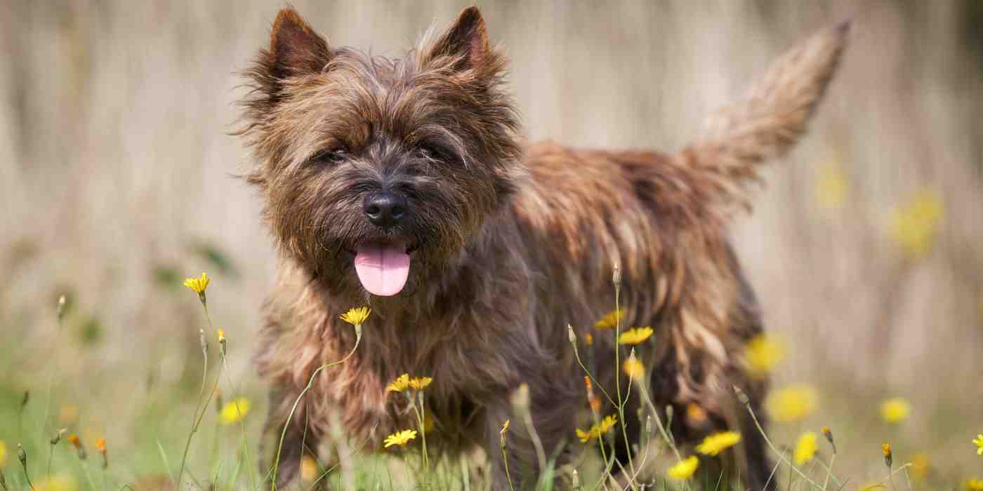 Banner image for Cairn Terriers for adoption page features a cute brindle Cairn Terrier out exploring amid the dandelions.