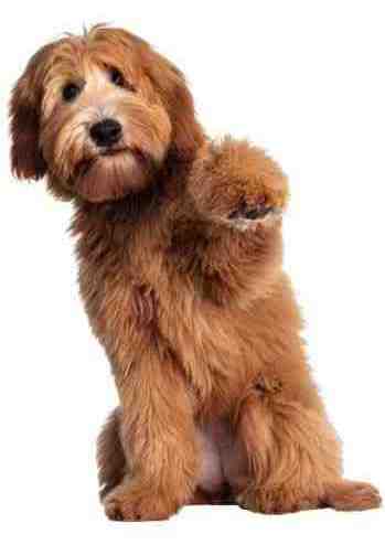 Photo of a cute shaggy haired goldendoodle dog waving to people.