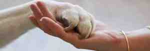 Wichita Pet Rehoming Photo Banner image for california pet rehoming network