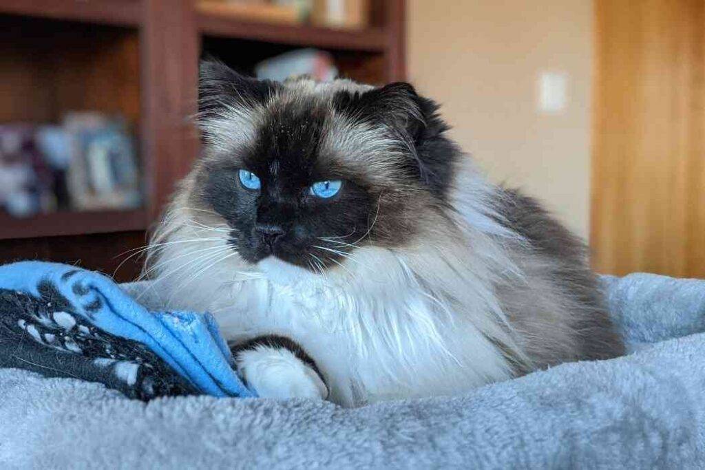 Purebred ragdoll cat for adoption in anacortes washington - supplies included - adopt barney
