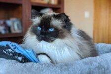 Purebred Ragdoll Cat For Adoption In Anacortes Washington - Supplies Included - Adopt Barney