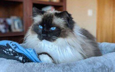 Purebred ragdoll cat for adoption in anacortes washington – supplies included – adopt barney