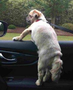 Photo Barney - Shih Tzu Yorkie Mix Dog For Adoption Charlotte NC