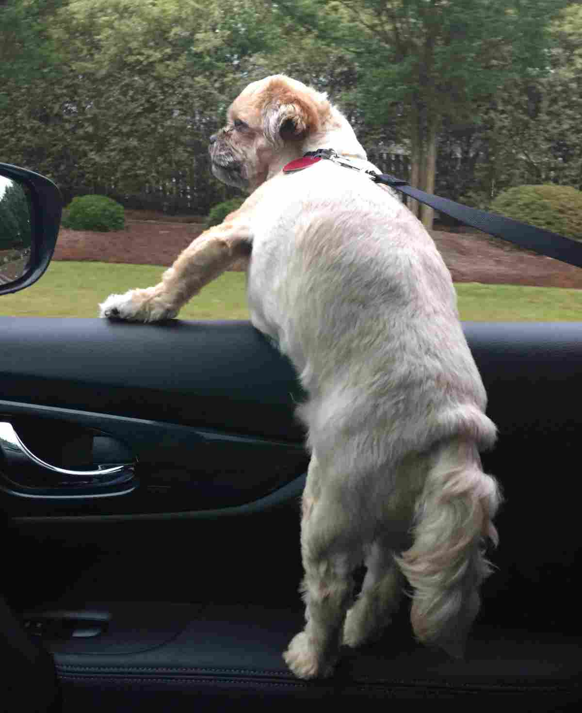 Barney - shih tzu yorkie mix dog for adoption charlotte nc