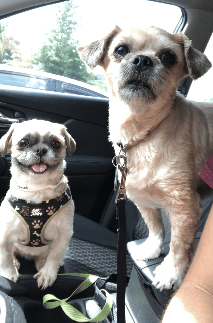 Photo Barnie bella shih tzu shorkie dogs for adoption charlotte nc 3