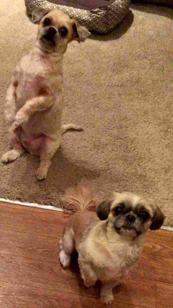 Barnie bella shih tzu shorkie dogs for adoption charlotte nc