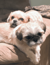 Barnie Bella Shih Tzu Shorkie Dogs For Adoption Charlotte NC2