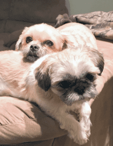 Adopted! – shih tzu dogs barney and bella concord nc