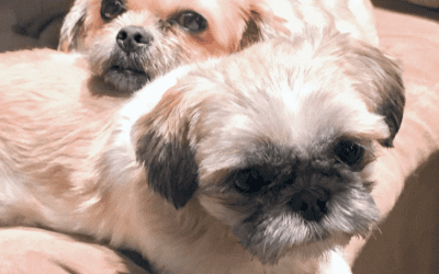 Adopted! – shih tzu dogs barney and bella concord nc