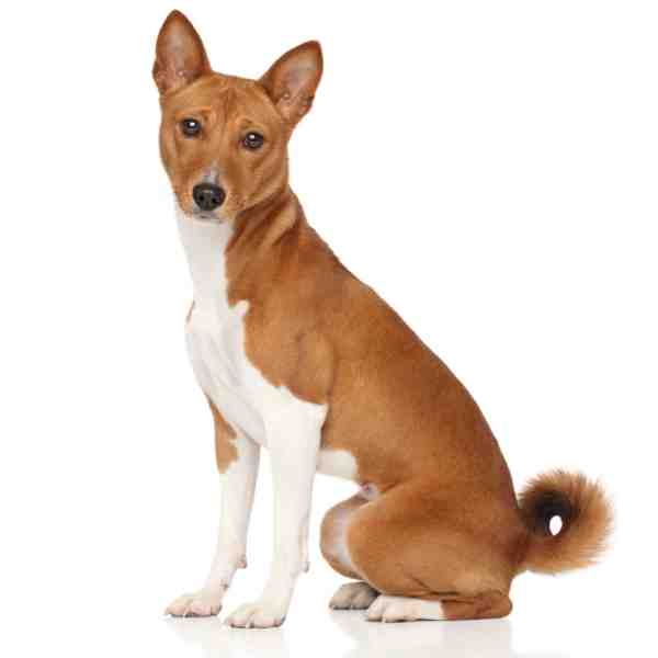 Small Dogs For Adoption Near You - Rehome Or Adopt A Small Dog Or Puppy ...