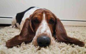 Basset hound for adoption in calgary alberta – supplies included – adopt dean