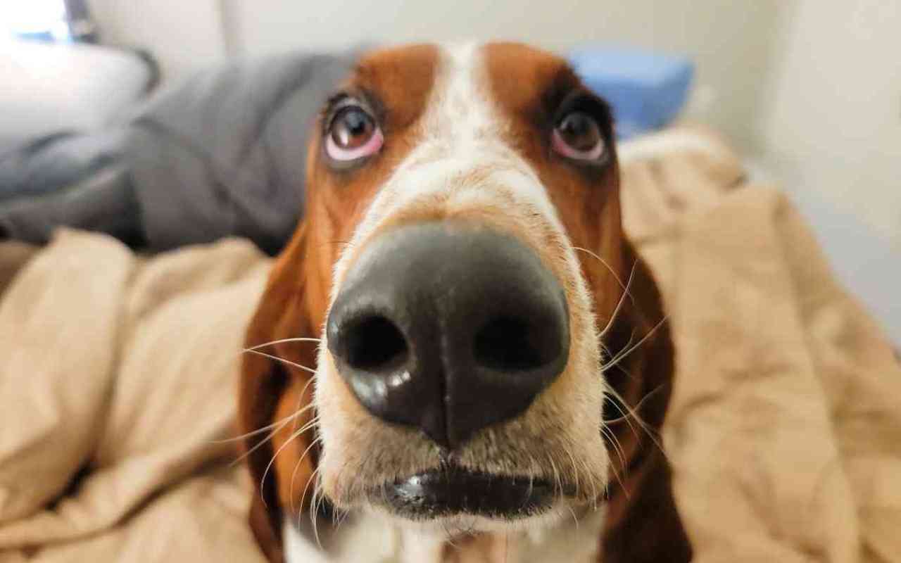 Basset Hound for Adoption in Calgary Alberta Supplies Included