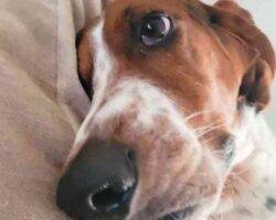 Basset hound for adoption in calgary ab 1