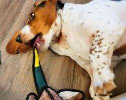 Basset hound for adoption in calgary ab 1