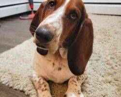 Basset hound for adoption in calgary ab 1