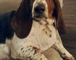 Basset hound for adoption in calgary ab 1