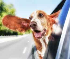 Basset-Hound-Pictures_20240425_050937_0014-300x251