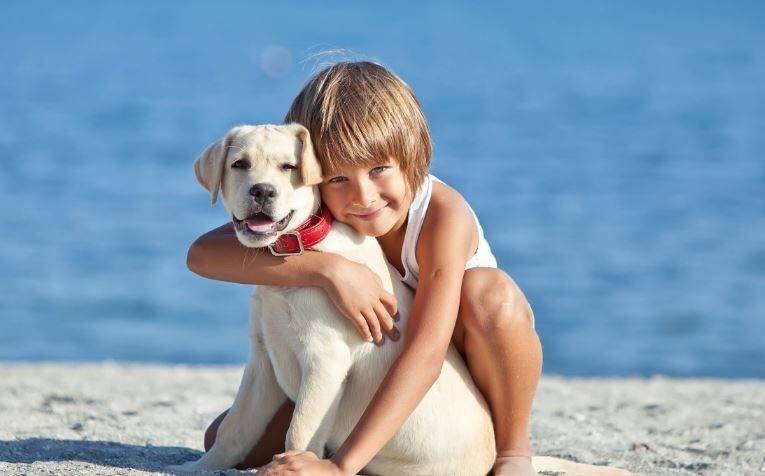 Rehome a Dog – Private Dog Rehoming Services For Your Cherished Companion