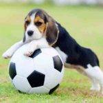 Beagles For Adoption