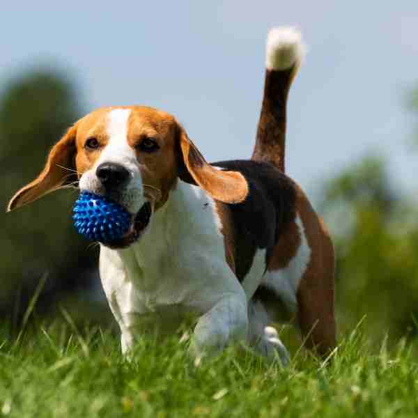 Beagle dog picture