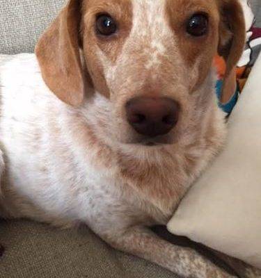 ADOPTED – Lanie – 4 YO F Beagle Australian Cattle Dog Mix Dog – Philadelphia