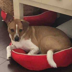 Beagle Welsh Corgi Mix Dog Adoption Houston TX 7