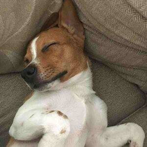 Beagle Welsh Corgi Mix Dog Adoption Houston TX 7