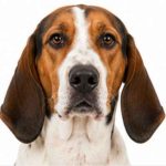 Freeing walker coonhound