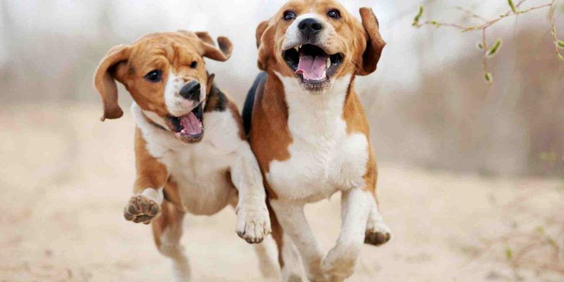 Beagles For Adoption – Rehome or Adopt a Beagle Dog or Puppy