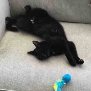 Bear - black cat for adoption in seattle washington 1