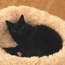 Bear - Black Cat For Adoption In Seattle Washington 2