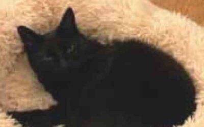 Black cat for adoption in seattle – supplies included- adopt bear