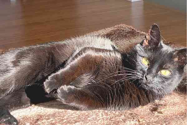 Bear - black cat for adoption in seattle washington 3