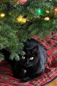 Bear - black cat for adoption in seattle washington 4