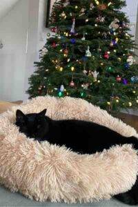 Black cat for adoption in seattle washington