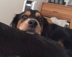 Bear-border-collie-cocker-spaniel-mix-dog-for-adoption-phoenix-az-2.