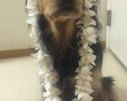 Bear-border-collie-cocker-spaniel-mix-dog-for-adoption-phoenix-az-2.