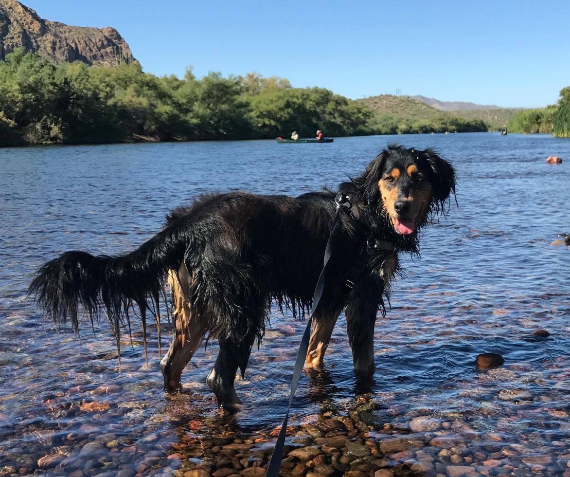 Bear - border collie and cavalier king charles spaniel mix dog for adoption in mesa arizona