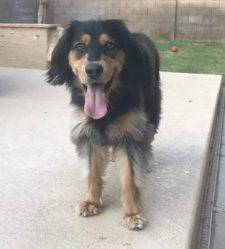 Bear - Cocker Spaniel Border Collie Mix For Adoption Mesa Arizona