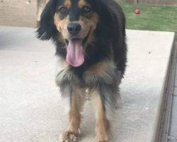 Bear - cocker spaniel border collie mix for adoption mesa arizona