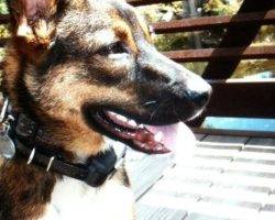 Bear - german shepherd aussie mix adoption nashiville 1