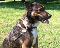 Bear - german shepherd aussie mix adoption nashiville 1