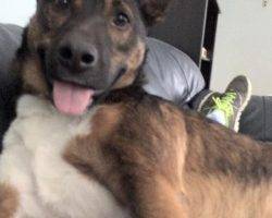 Bear - german shepherd aussie mix adoption nashiville 1