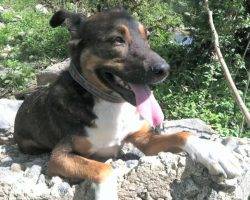 Bear - german shepherd aussie mix adoption nashiville 1