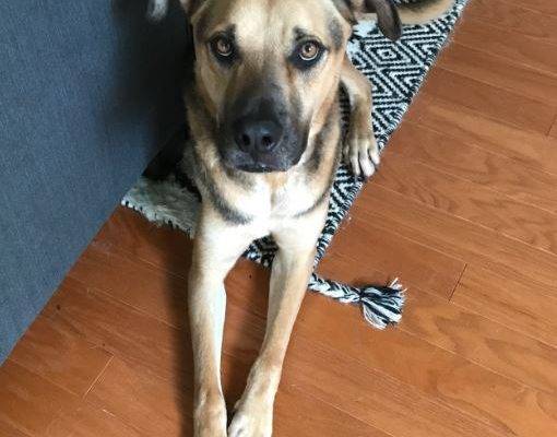 Bear - German Shepherd Labrador Retriever Mix Dog For Adoption Houston Texas TX 9